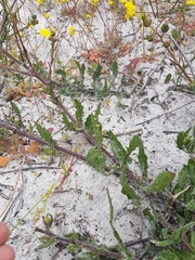 Osteospermum dentatum