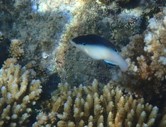 Anampses neoguinaicus