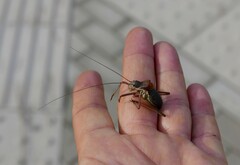 Ephippiger ephippiger