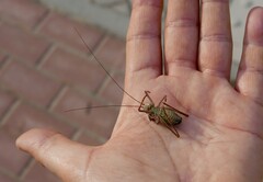 Ephippiger ephippiger