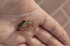 Ephippiger ephippiger