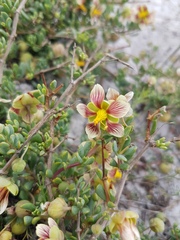 Roepera flexuosa