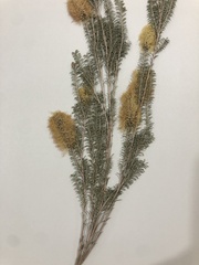 Melaleuca microphylla