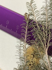 Melaleuca microphylla