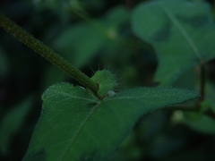 Persicaria senticosa