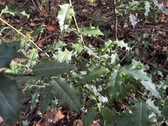 Ilex aquifolium