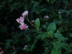 Persicaria senticosa