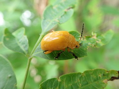 Podontia lutea