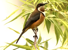 Acanthorhynchus tenuirostris