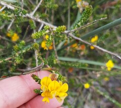 Aspalathus divaricata divaricata