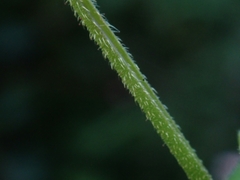 Persicaria senticosa