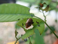 Podontia lutea