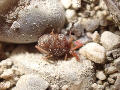 Trombidiformes