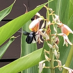Xylocopa latipes