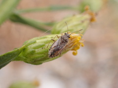 Nysius graminicola