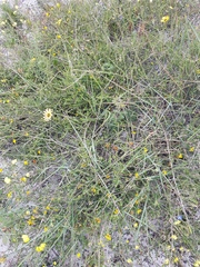 Aspalathus divaricata divaricata