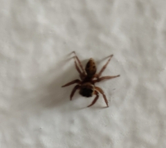 Hasarius adansoni