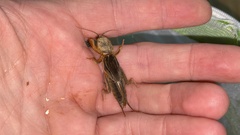 Gryllotalpa orientalis
