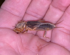 Gryllotalpa orientalis