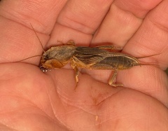 Gryllotalpa orientalis