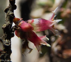 Acrotriche leucocarpa