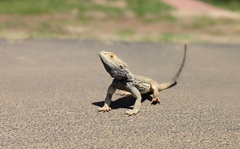 Pogona vitticeps