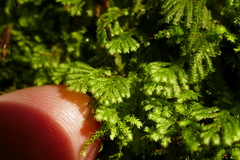 Catharomnion ciliatum