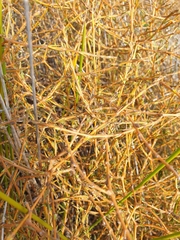 Coprosma acerosa