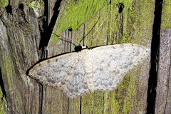 Scopula marginepunctata