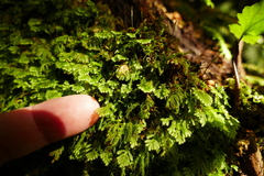 Catharomnion ciliatum