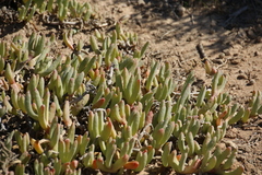 Carpobrotus quadrifidus