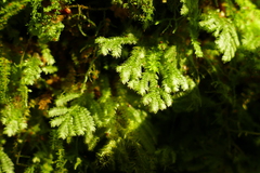 Catharomnion ciliatum