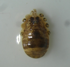 Leiobunum blackwalli