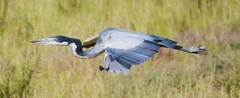 Ardea melanocephala