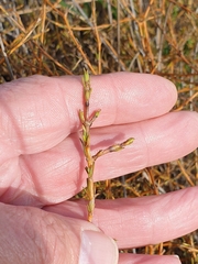Coprosma acerosa