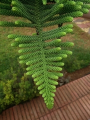 Araucaria