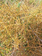 Coprosma acerosa