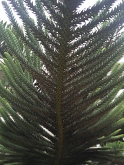 Araucaria