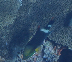 Cheilinus trilobatus