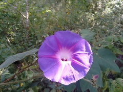 Ipomoea villifera