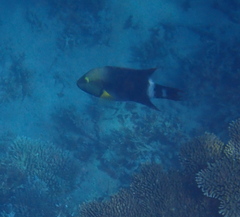 Cheilinus trilobatus