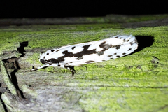 Ethmia