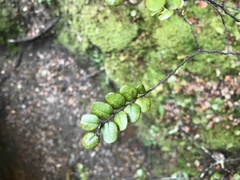 Nothofagus cliffortioides