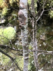 Nothofagus cliffortioides