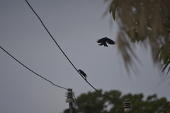 Dicrurus aeneus aeneus