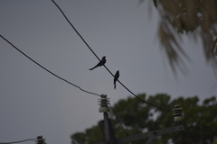 Dicrurus aeneus aeneus