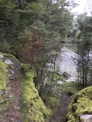 Nothofagus cliffortioides
