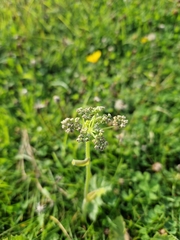 Heracleum sphondylium