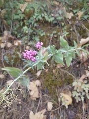 Centranthus ruber