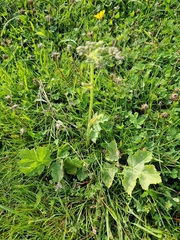 Heracleum sphondylium